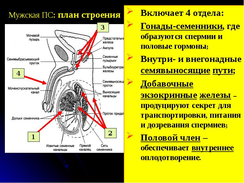 Строение гонад. Внегонадные семявыносящие пути. Семявыносящие пути строение. Отделы семявыносящего протока анатомия.