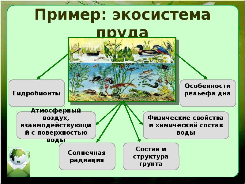 Экологические сообщества. Биогеоценоз пруда. Сообщества и экосистемы 11 класс. Экосистема в водоеме факторы. Биогеоценоз примеры.