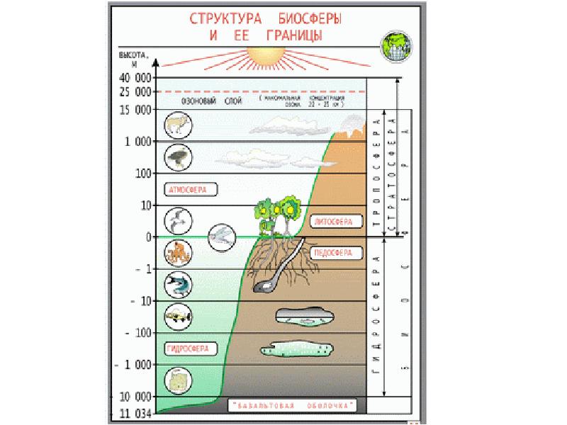 Слои биосферы. Структура и границы биосферы схема. Границы, состав, структура биосферы. Биосфера границы и состав биосферы. Границы биосферы 5 класс биология.