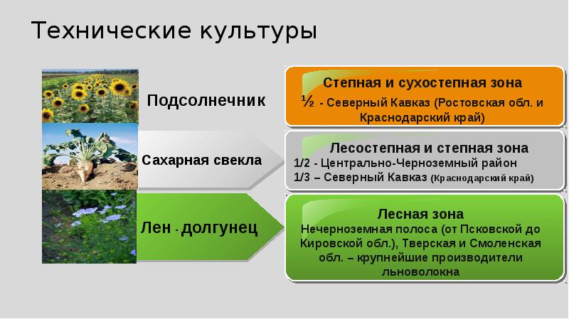 Технические культуры. Какие культуры относятся к техническим культурам. Технические культуры России список. Технические культуры 8 класс.