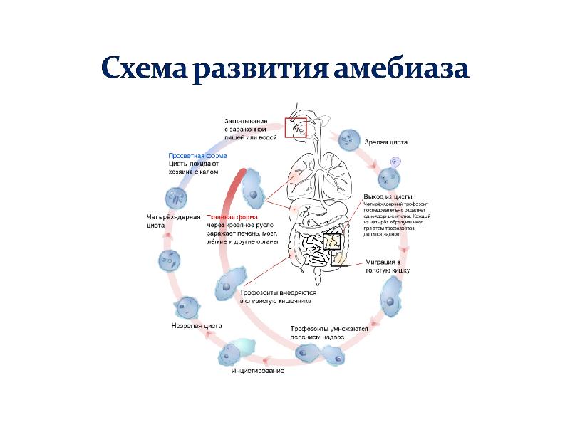 Схема развития амебиаза