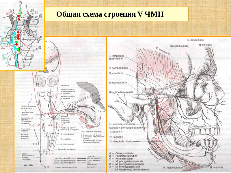 Схема черепно мозговых нервов