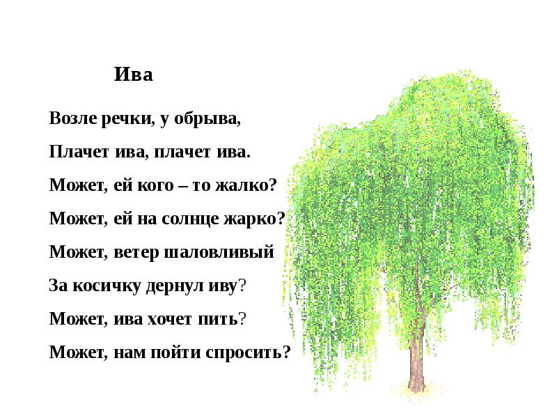 Стояла береза. Возле речки у обрыва плачет Ива плачет Ива стихотворение. Ива стих. Стих про иву. Стихи про деревья.