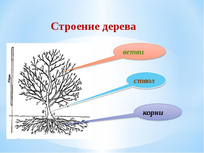 Схема дерево с корнями