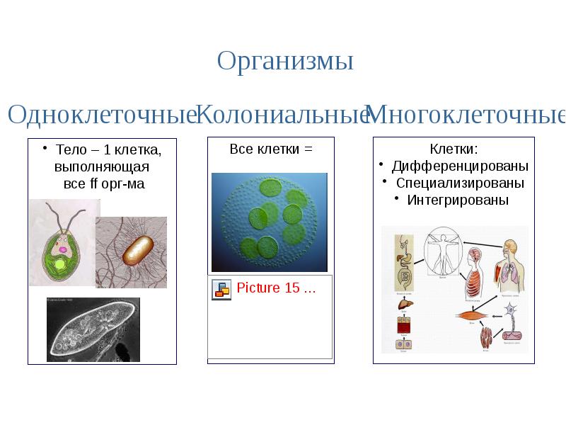 Перечислите уровни организации организма