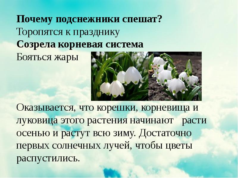 День подснежника презентация