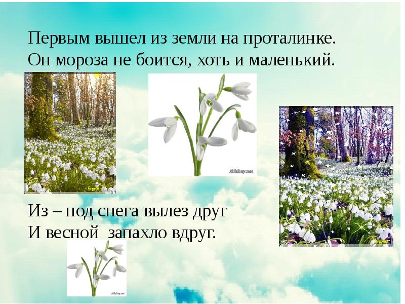 День подснежника презентация