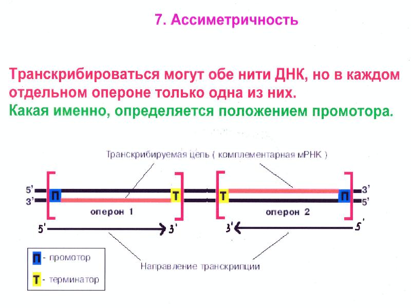 Описание транскрипции у эукариот. Строение эукариотического Гена. Схема строения эукариотического Гена. Транскрипция у эукариотических организмов. Процесс транскрипции эукариотического организма.