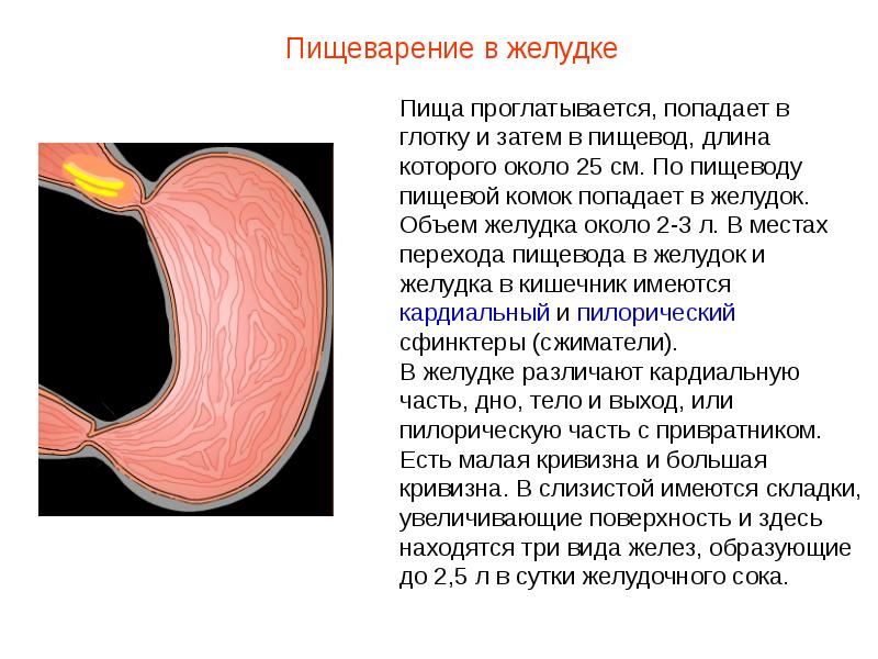 Презентация на тему желудок