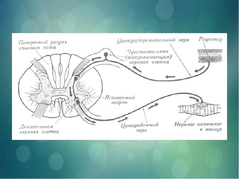 Рефлекторная дуга схема спинной мозг