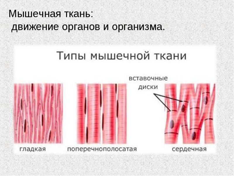 Какими свойствами обладает клетки мышечной ткани. Мышечные ткани таблица с рисунками. Схема строения мышечной ткани. Виды мышечной ткани человека. Мышечная ткань животных.
