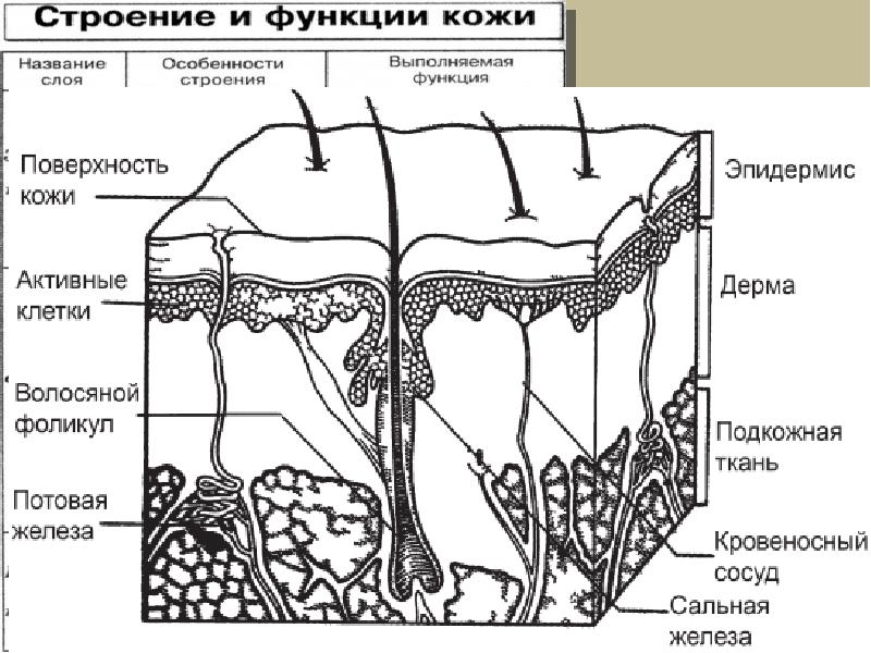 Покровная система презентация