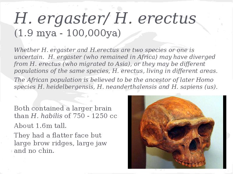 Реферат: Early Erectus Tools Found In China Essay