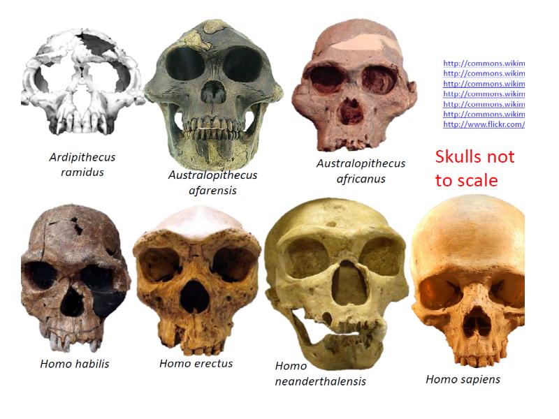 Реферат: Neanderthals Are Not Our Ancestors Essay Research