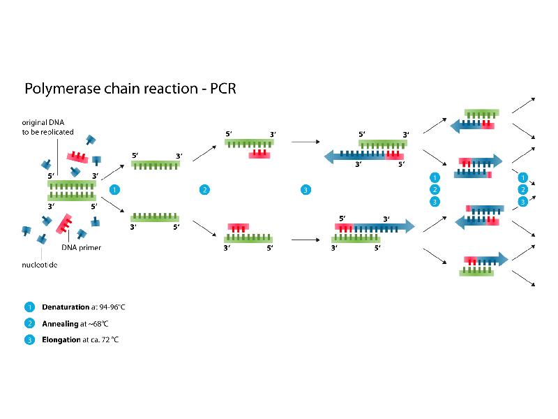 Схема полимеразной цепной реакции