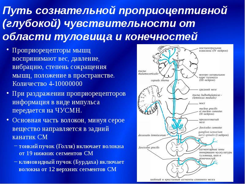 Схема проприоцептивного анализатора