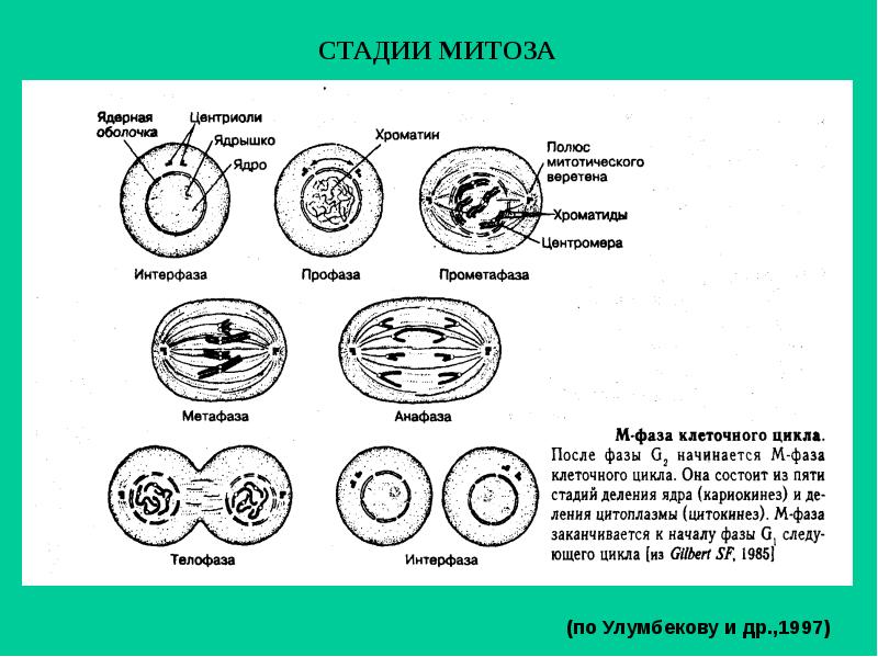 Этапы митоза схема