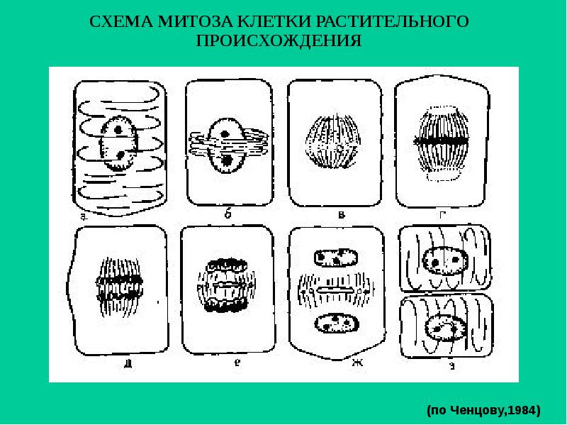 Схема деления растительной клетки