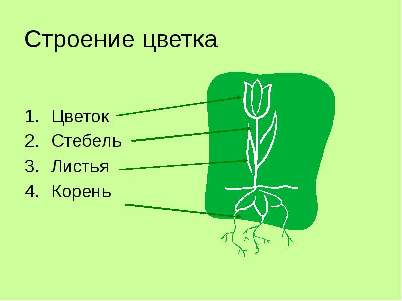 Страницы корень. Строение цветка. Строение стебля цветка. Строение цветка на английском. Листы и корни.