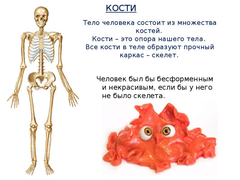 Тело человека состоит. Костей в теле человека. Скелет каркас. Самая крепкая кость в теле человека.