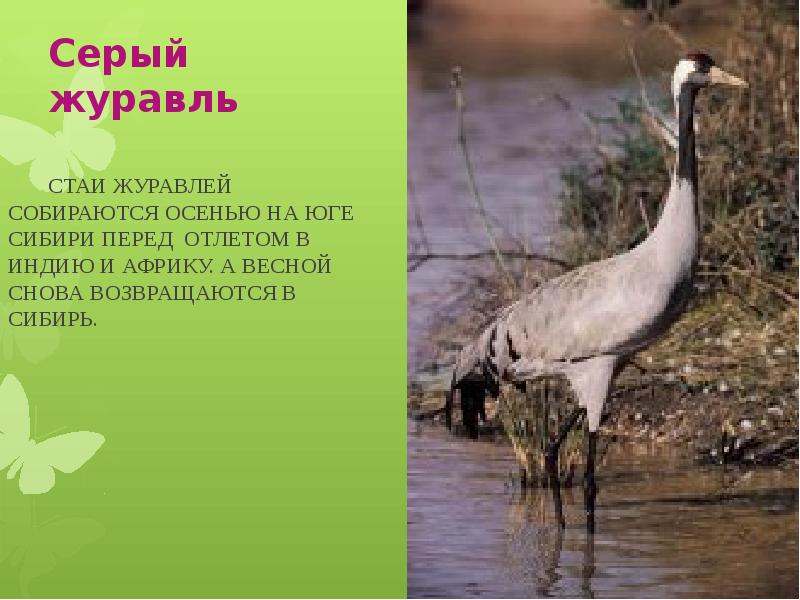 Куприянов день, журавлиное вече. Умные птицы соколов-микитов. Журавль болотный. Отлет птиц. Журавли живопись.