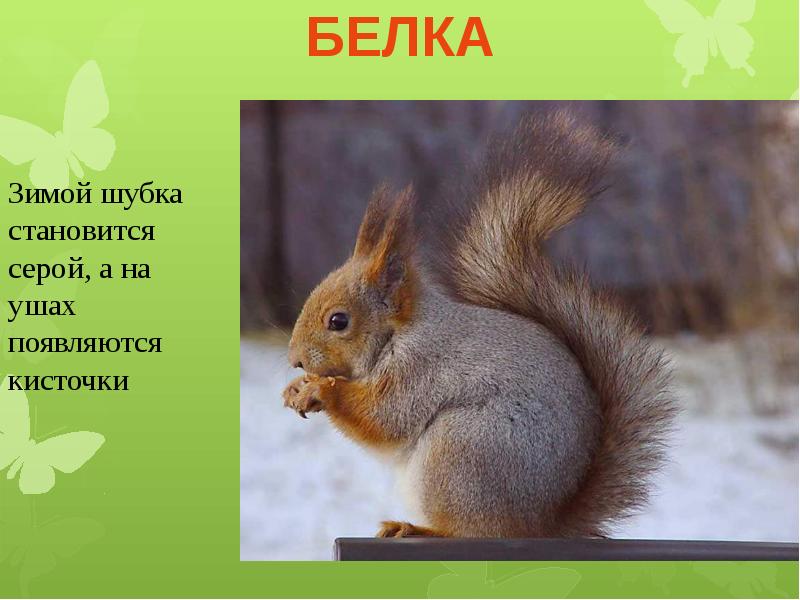 Зверька узнаем мы с тобой по двум таким приметам. Белка меняет шубку. Белка переменила шубку на зиму лисичка искала на полях мышиные норки. Белка меняет шубку. Белка зима шубка переменила на составить предложение.
