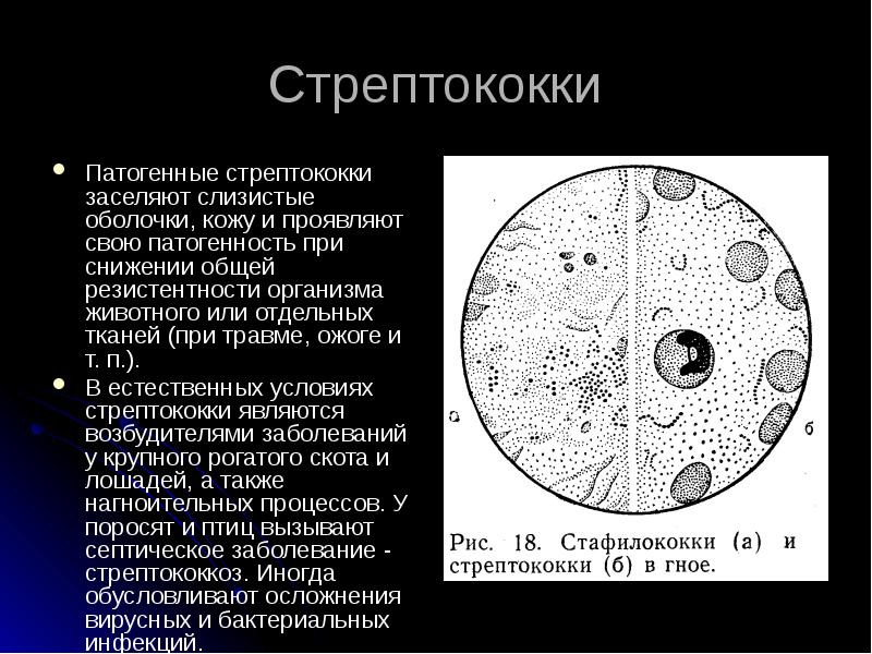 Частная микробиология презентации