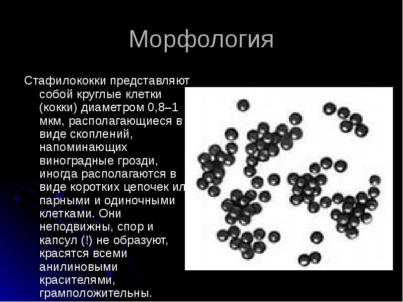 Частная микробиология презентации