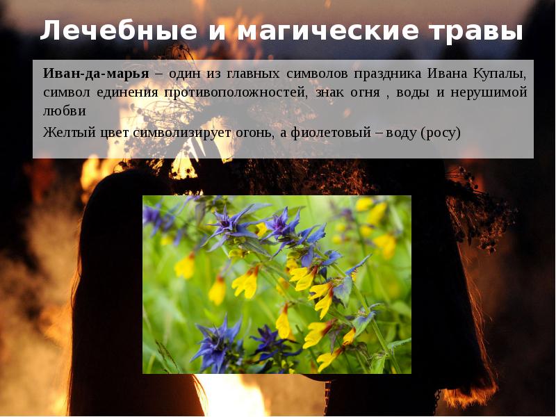 Лечебные и магические травы
Иван-да-марья – один из главных символов праздника Лечебные и магические травы
Иван-да-марья – один из главных символов праздника