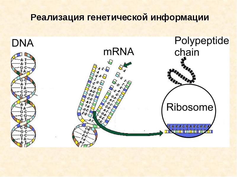 Реализация наследственной. Реализация генетической информации. Генетическая информация схема. Реализация генетической информации схема. Схема реализации наследственной информации.