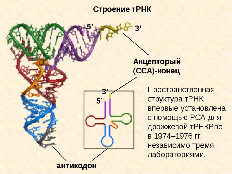 Т рнк это белок. Структура транспортной РНК. Пространственная структура ТРНК. Добавочная петля ТРНК. Трехмерная структура ТРНК.