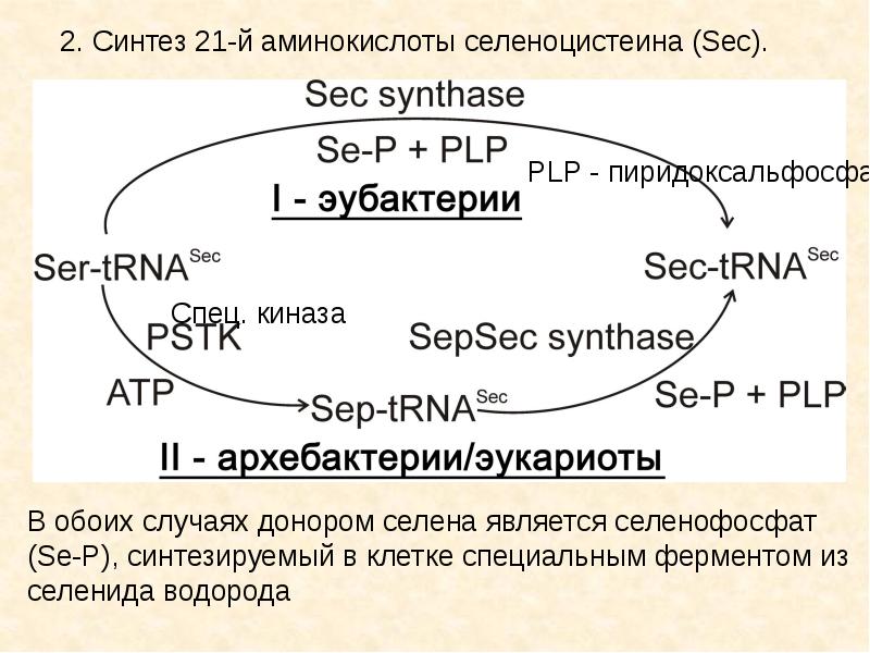 Второй синтез. Селеноцистеина. Биосинтез селеноцистеина. Селеноцистеин Синтез. Селеноцистеин синтаза.