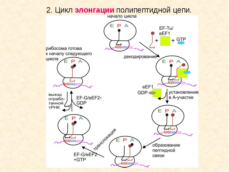 Синтез полипептидной цепи в рибосомах. Цикл элонгации трансляции рибосомы. Синтез белка трансляция элонгация\. Схема процесса элонгации. Биосинтез Синтез полипептидной цепи.