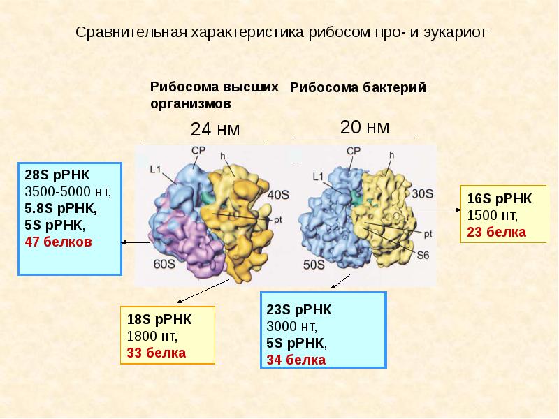 7 белков. Структура рибосом про- и эукариот. Рибосомы 70s у бактерий. 28s РРНК. Структура рибосом прокариот.