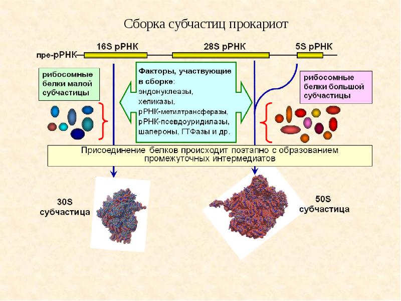 Сборка белка. 28s РРНК. 28s рибосомальная РНК. 16s РРНК бактерий. 16s РРНК-метилтрансфераза h.