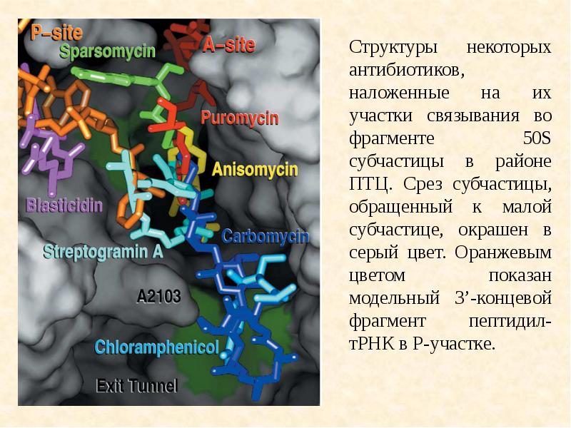 Строение некоторые. Сарцин-рициновая петля. Н/Х структура. Работа 23s РРНК. Действие рицина на процесс синтеза белка.