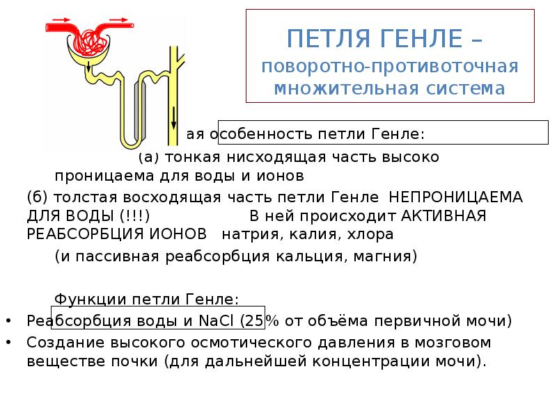 Петля генле