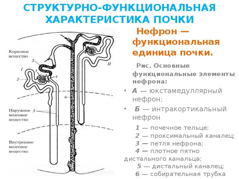 Функциональная единица почки