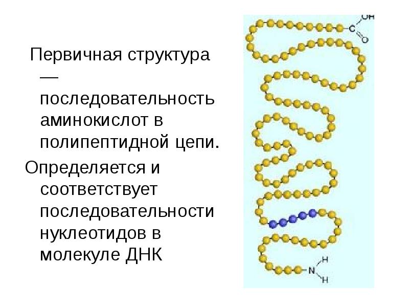 Первичная структура белка презентация