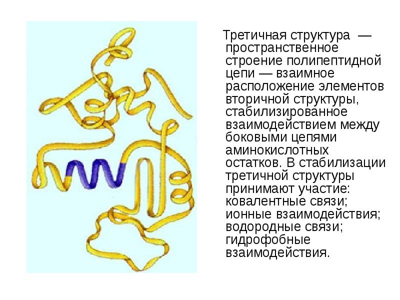 Презентация белки 10 класс биология профильный уровень