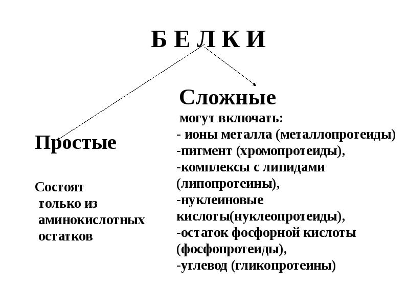 Презентация про белки