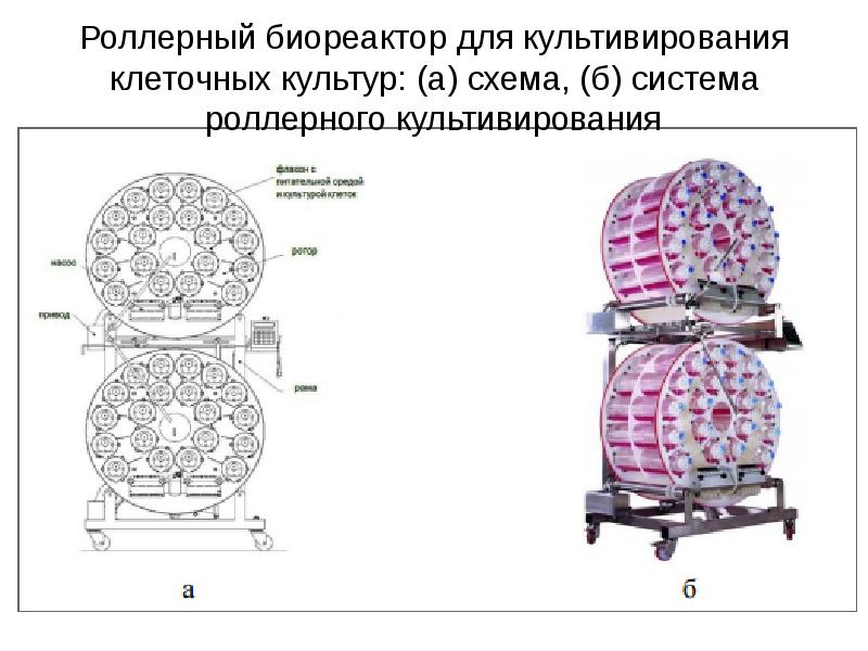 Презентация культивирование клеток