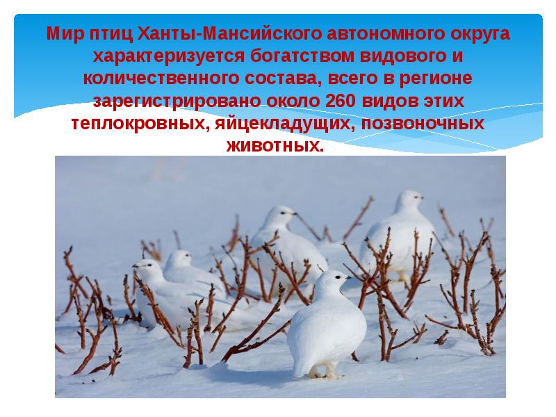 Мир птиц Ханты-Мансийского автономного округа характеризуется богатством видового и количественного состава,