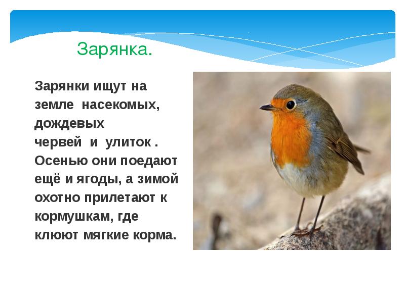 Зарянка. Зарянки ищут на земле насекомых, дождевых червей и улиток . Осенью они поедают