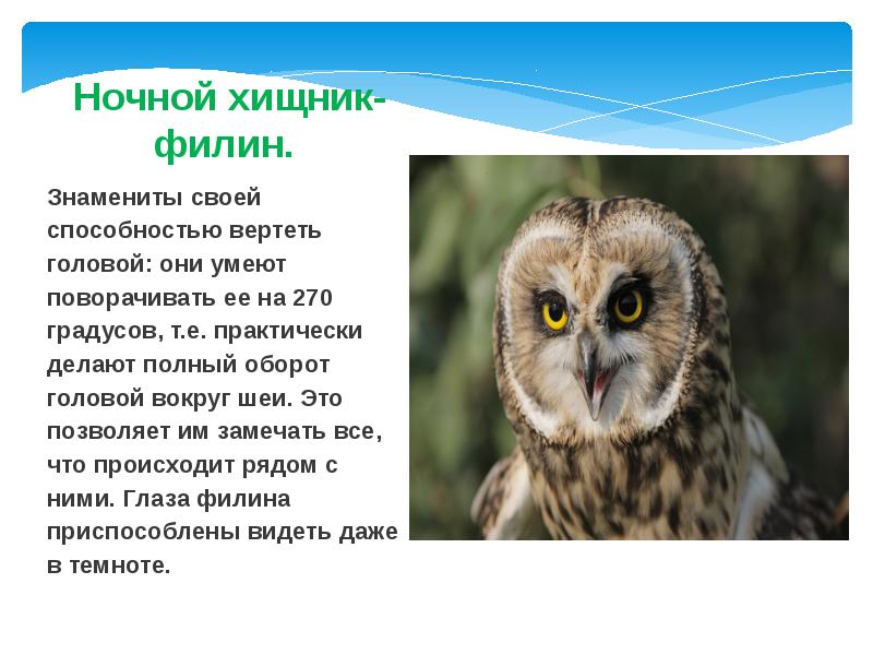 Ночной хищник-филин. Знамениты своей способностью вертеть головой: они умеют поворачивать