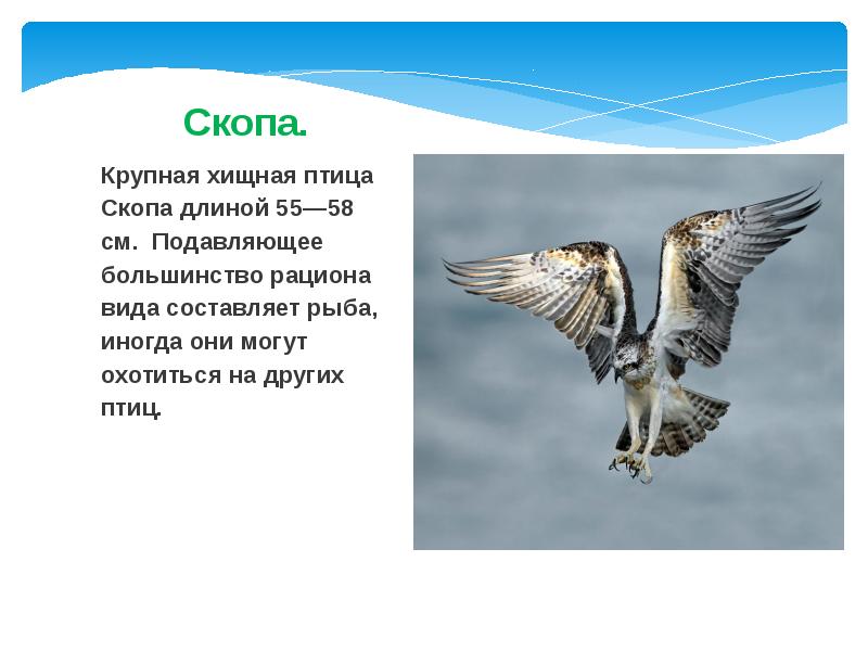 Скопа. Крупная хищная птица Скопа длиной 55—58 см. Подавляющее большинство рациона