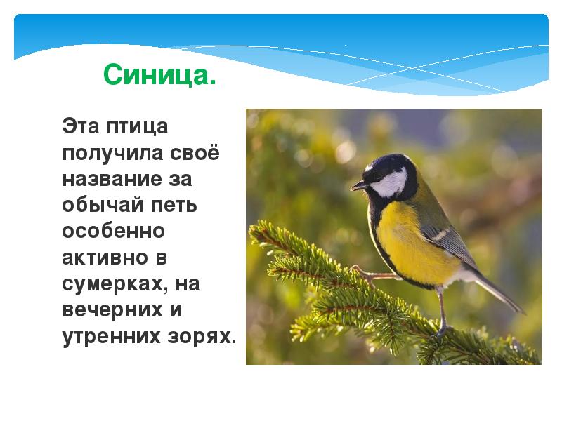 Птица получившая свое название. Сообщение о синице. Синица описание. Сообщение о синичке. Синица описание птицы.