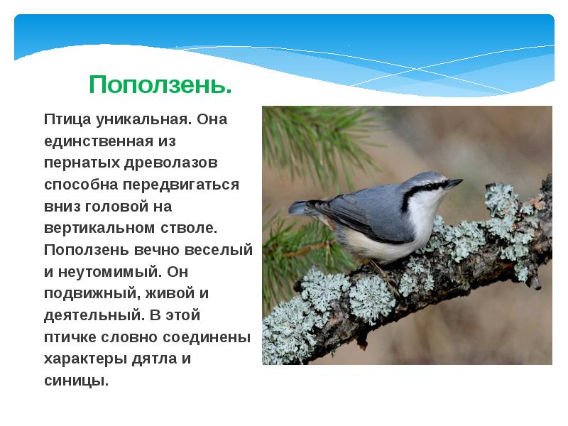 Поползень. Птица уникальная. Она единственная из пернатых древолазов способна передвигаться вниз