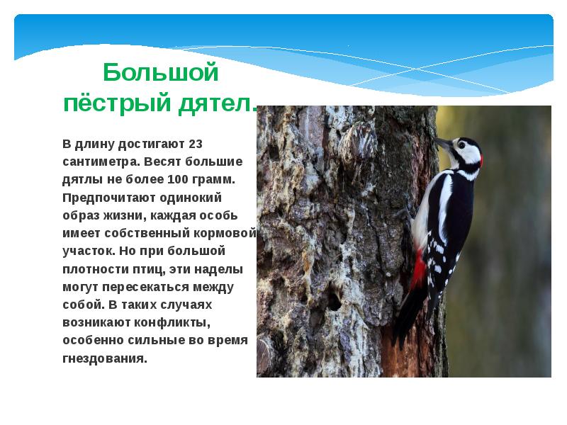 Большой пёстрый дятел. В длину достигают 23 сантиметра. Весят большие