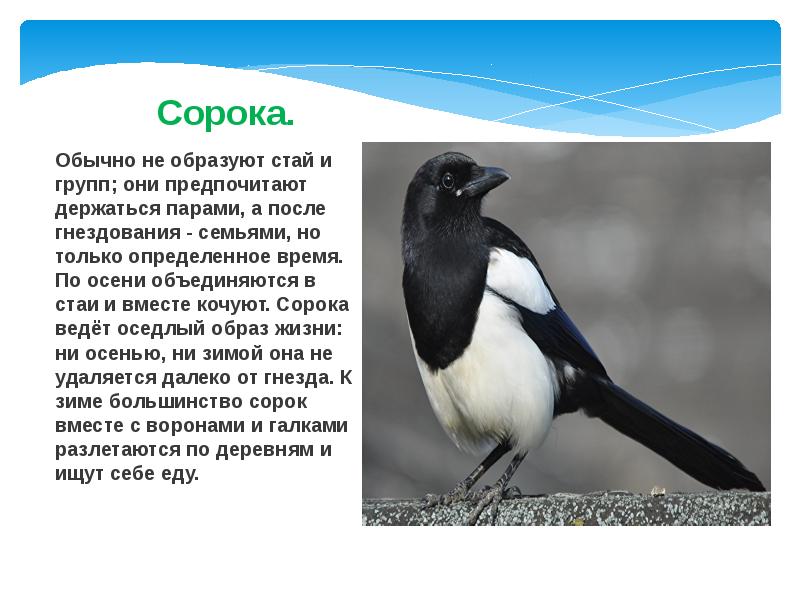 Сорока. Обычно не образуют стай и групп; они предпочитают держаться парами,